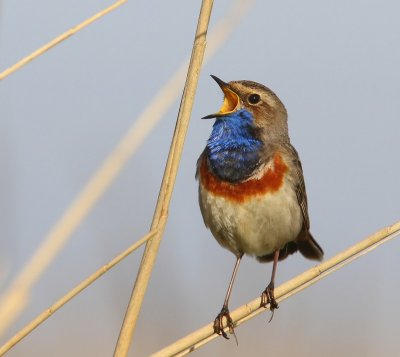 Blauwborst - Bluethroat