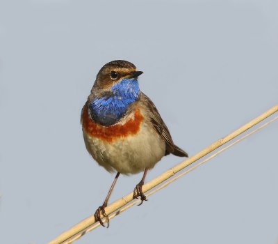 Blauwborst - Bluethroat
