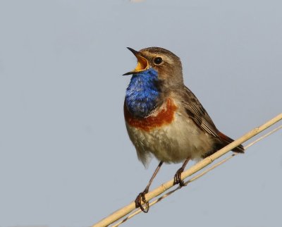 Blauwborst - Bluethroat