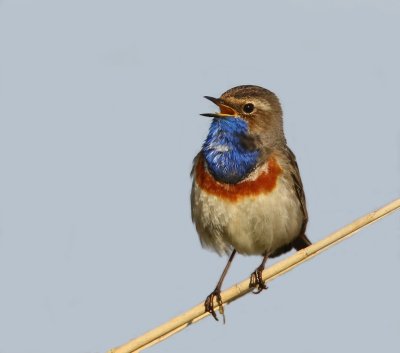 Blauwborst - Bluethroat