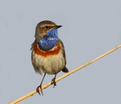 Blauwborst - Bluethroat