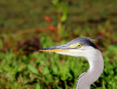 Blauwe Reiger - Grey Heron