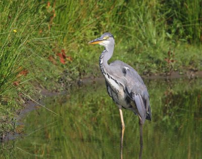 Blauwe Reiger - Grey Heron