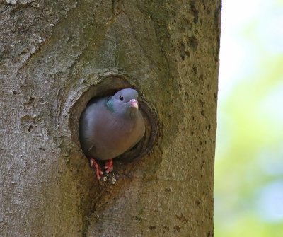 Holenduif - Stock Dove