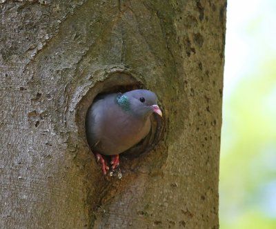 Holenduif - Stock Dove