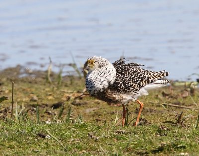 Kemphaan - Ruff