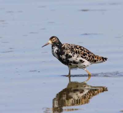Kemphaan - Ruff