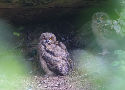 Oehoe's - Eurasian Eagle Owls