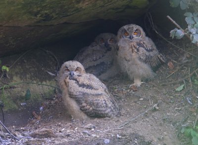 Oehoe's - Eurasian Eagle Owls