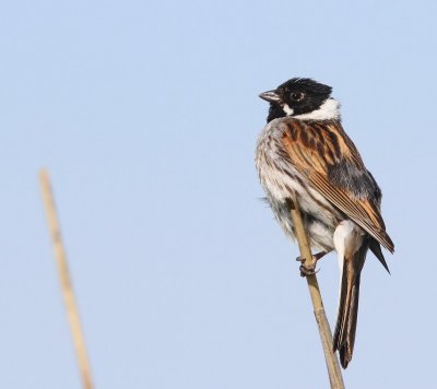 Rietgors - Common Reed Bunting