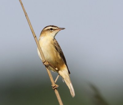 Rietzanger - Sedge Warbler