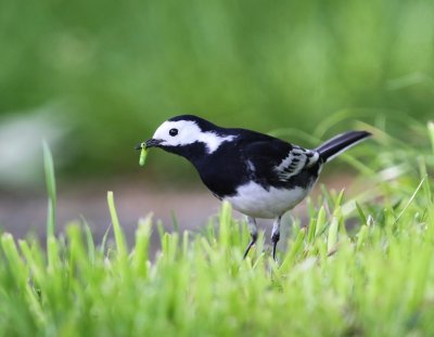 Rouwkwikstaart - Pied Wagtail