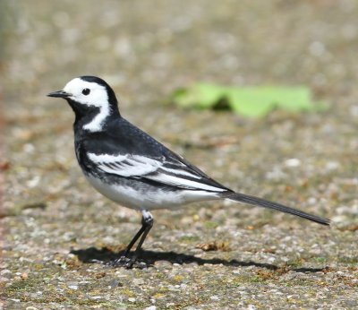 Rouwkwikstaart - Pied Wagtail