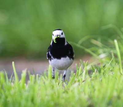 Rouwkwikstaart - Pied Wagtail