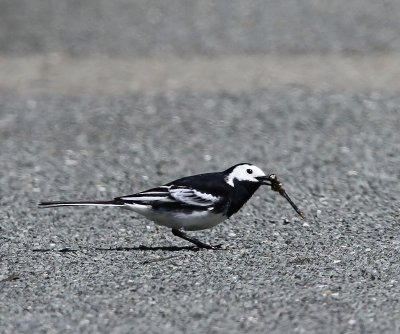 Rouwkwikstaart - Pied Wagtail