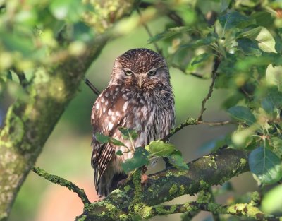 Steenuil - Little Owl