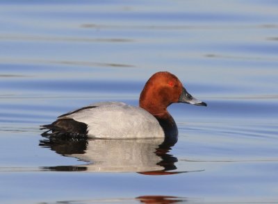 Tafeleend - Common Pochard