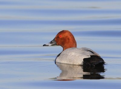 Tafeleend - Common Pochard