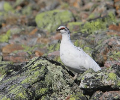 Alpensneeuwhoen - Rock Ptarmigan