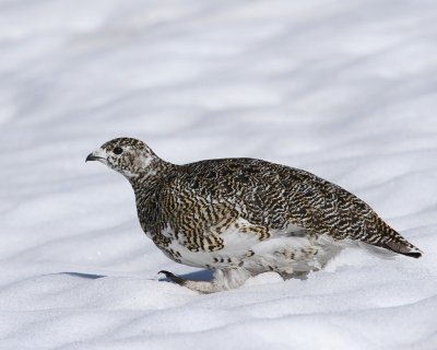 Alpensneeuwhoen - Rock Ptarmigan