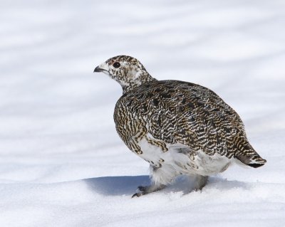 Alpensneeuwhoen - Rock Ptarmigan