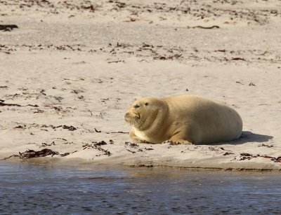 Baardrob - Bearded Seal