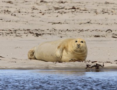 Baardrob - Bearded Seal