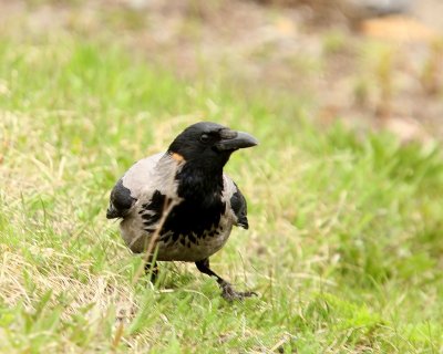 Bonte Kraai - Hooded Crow