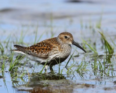 Bonte Strandloper - Dunlin