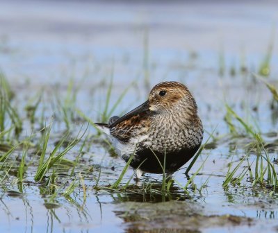 Bonte Strandloper - Dunlin