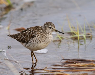 Bosruiter - Wood Sandpiper