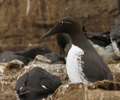 Brilzeekoet - Spectacled Atlantic Murre