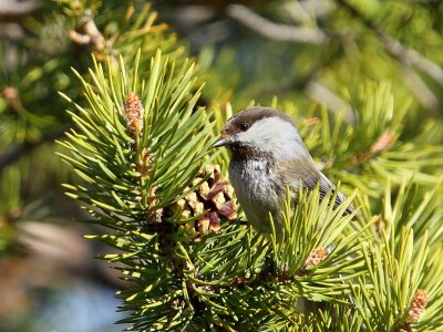 Bruinkopmees - Grey-headed Chickadee