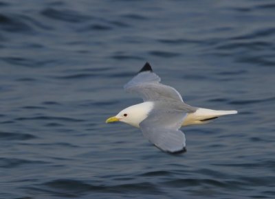 Drieteenmeeuw - Black-legged Kittiwake