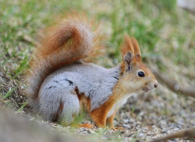 Eekhoorn - Squirrel