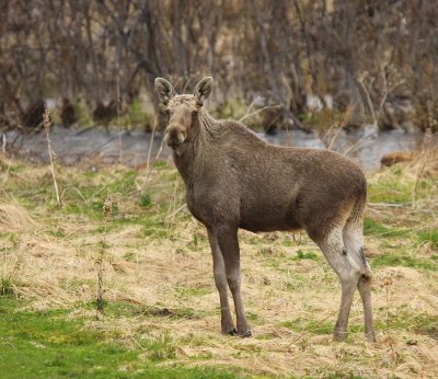 Eland - Eurasian Elk
