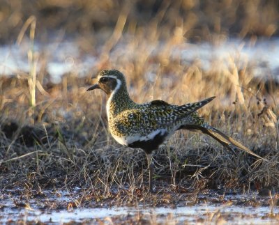 Goudplevier - European Golden Plover