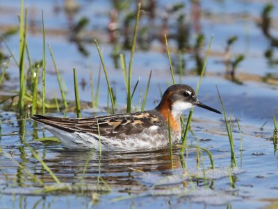 Grauwe Franjepoot - Red-necked Phalarope