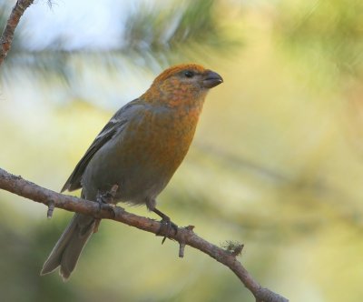 Haakbek - Pine Grosbreak