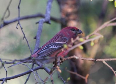 Haakbek - Pine Grosbreak