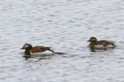 IJseenden - Long-tailed Ducks