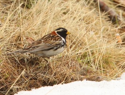 IJsgors - Lapland Longspur