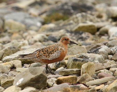 Kanoet - Red Knot