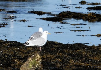 Kleine Burgemeester - Iceland Gull