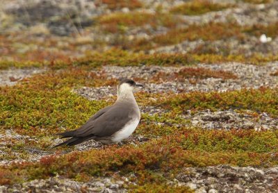 Kleine Jager - Arctic Skua