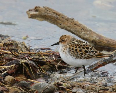 Kleine Strandloper - Little Stint