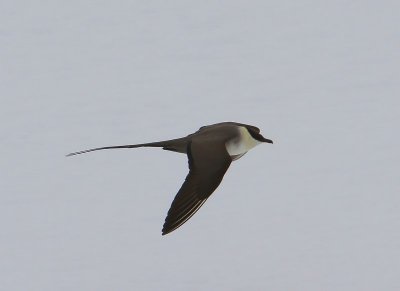 Kleinste Jager - Long-tailed Jaeger