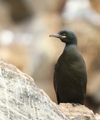 Kuifaalscholver - European Shag