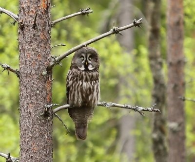 Laplanduil - Great Grey Owl