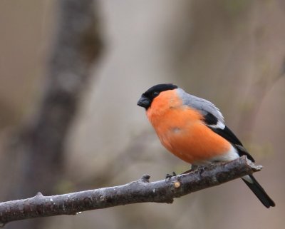 Noordse Goudvink - Nordic Bullfinch